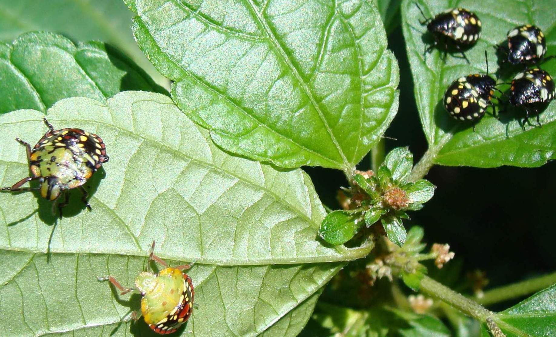 Nezara viridula